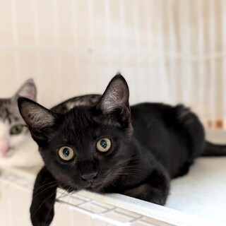 【8/25⭐️堺東にて譲渡会】参加猫ひじりちゃん