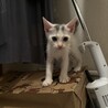 仔猫2匹 里親募集中！よろしくお願い致します！ サムネイル2