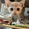 仔猫2匹 里親募集中！よろしくお願い致します！ サムネイル4