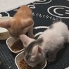 仔猫2匹 里親募集中！よろしくお願い致します！ サムネイル6