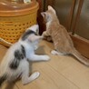 仔猫2匹 里親募集中！よろしくお願い致します！ サムネイル7