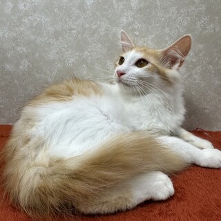 長毛好き必見‼️ブラッシング好きにお勧め❤ふわり