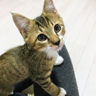 おっとり子猫・ノッポくん【野原一家】