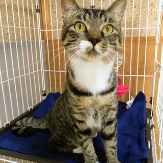 人間大好き♡パパ猫・野原くん【野原一家】