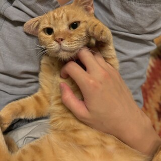 オモチャで遊ぶのが大好きなマンチカンの女の子♪