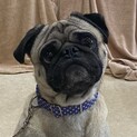 ⭐︎元気なパグの男の子⭐︎プー助くん