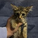 お目めとお耳が大きい大人しいメス猫ちゃん