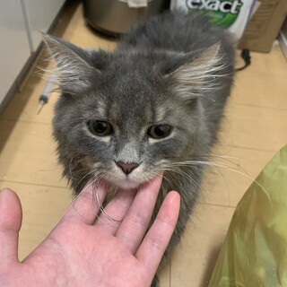 急募！マンチカン男の子1歳、癲癇持ち