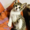 キジシロのメス1ヶ月半くらい