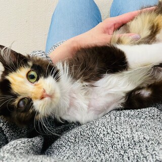 【10/26芝浦】穏やかでおとなしい✦綺麗なミケ