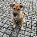 大型予想の甘えん坊子犬