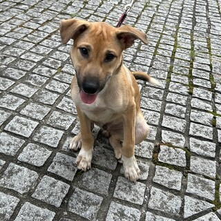 大型予想の甘えん坊子犬