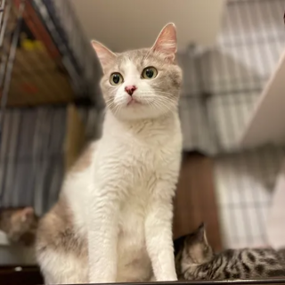 【12/8芝浦】大きな瞳のきゅるん顔美少女有希子