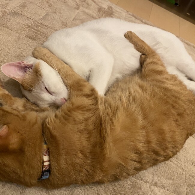 maco00のカバー写真