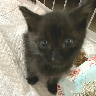 人なつこい甘えん坊さんのメス子猫