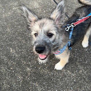 【トライアル中】さつき　6ヶ月くらい