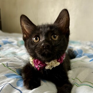 可愛すぎる６兄妹　黒の女の子　ゆりなちゃん