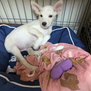 レア 4ヶ月くらい【募集停止中】