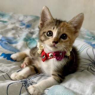 可愛すぎる６兄妹　綺麗なキジ三毛　さりなちゃん