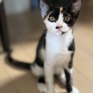 賢くてしっかり者　ツンデレまよちゃん　3ヶ月