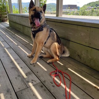 タカ 【バベシアキャリア】