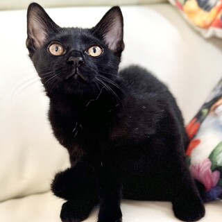 撫でて撫でてのスリゴロ　真っ黒　えびす君