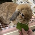かわいいホーランドロップのうさぎ