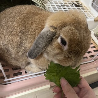 かわいいホーランドロップのうさぎ