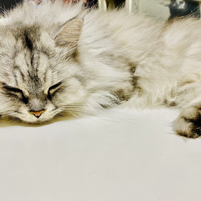 みのにゃんのカバー写真