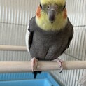 かわいいオカメインコ の男の子