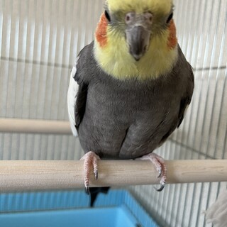 かわいいオカメインコ の男の子