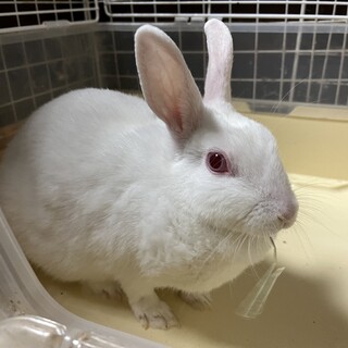 うさぎの里親を募集します