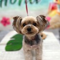 甘えん坊なヨークシャーテリア◉メス◉クゥちゃん