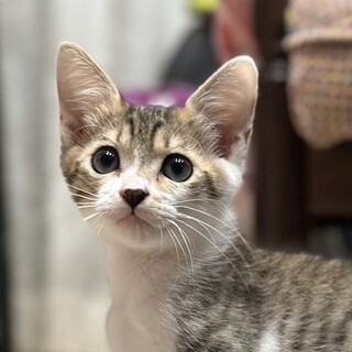 募集停止いつもゴロゴロ甘々美男子⭐️ガジラくん