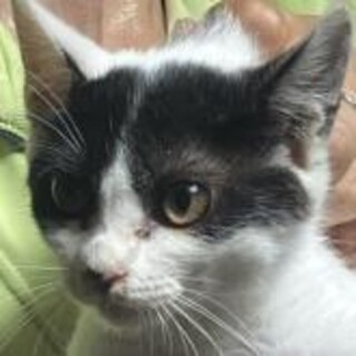 きりっとしたお目目、顔立ちの八割れ君2カ月半