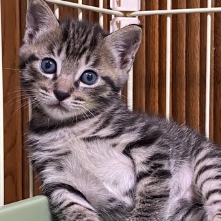 ボブテイルの男の子　プア