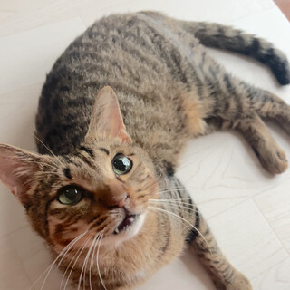 ハンディありますがこんなにも甘えたの天使