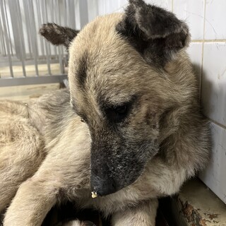 処分対象❗️収容期限8/29❗️延長なし