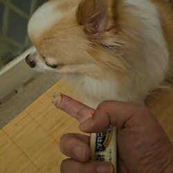 「ニコご飯食べてくれない問題②」サムネイル2