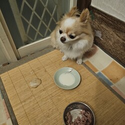 「ニコご飯食べてくれない問題②」サムネイル3