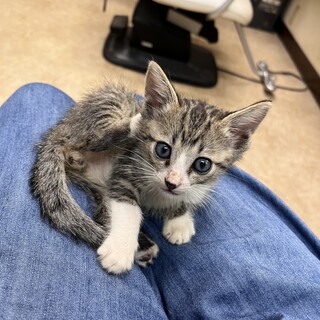 とても懐っこいんですキジシロくん