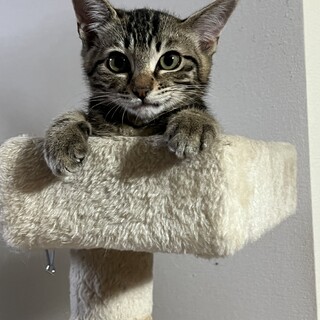アメショ風ウリ坊風ののちゃん