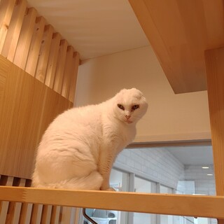 動物病院の保護猫・ホントは甘えたいドラミちゃん