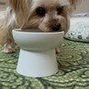 ごはんを食べるのが少し下手になりました