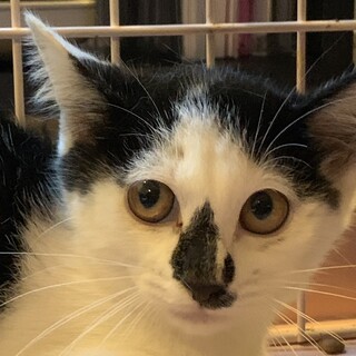 お鼻の模様が特徴的なちばろうくん♂4ヶ月