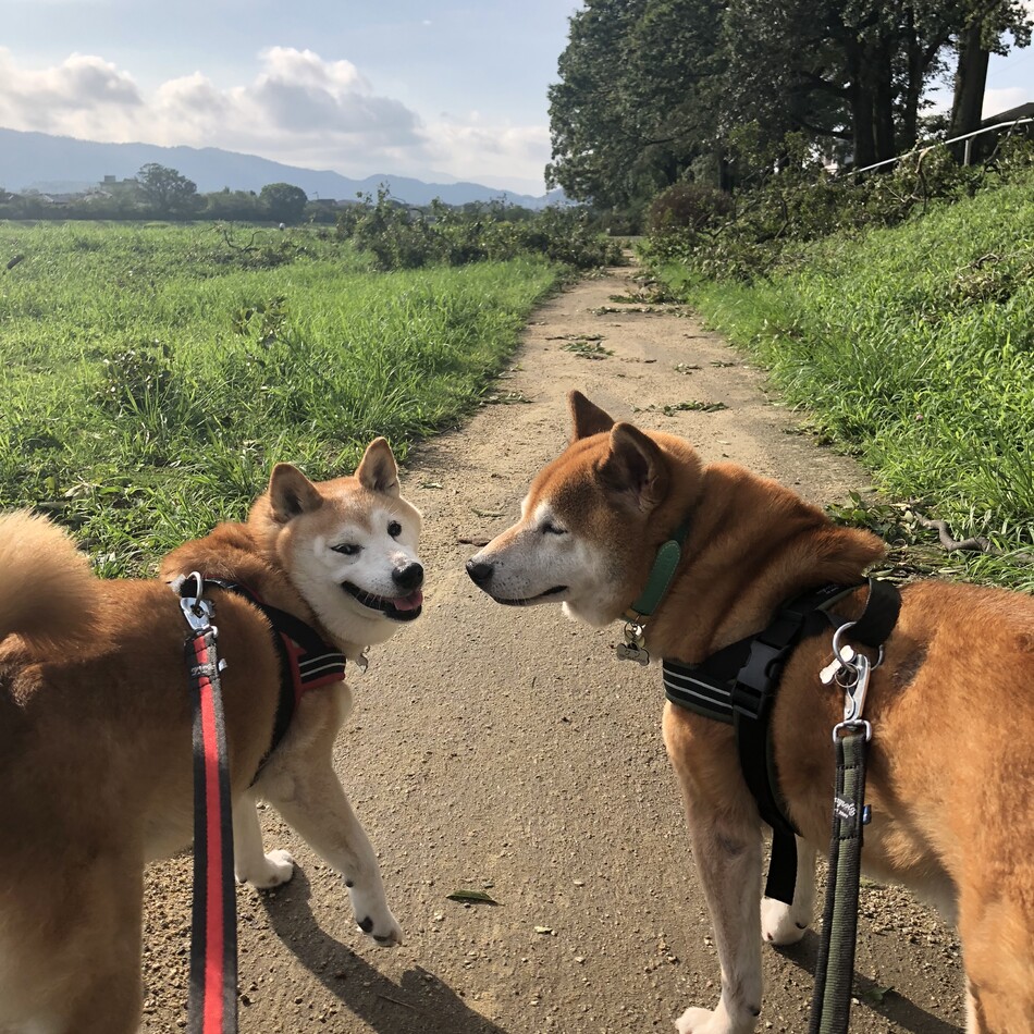 ハナのカバー写真