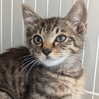 ご飯大好き！キジトラびゃんばくん♂約3か月