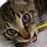 ご飯大好き！キジトラびゃんばくん♂約3か月 サムネイル3