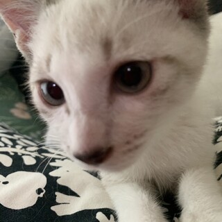 パステル系の毛色が♡グラくん♂約3か月