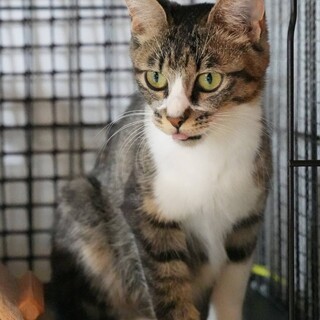 やさしい母猫。　キジ白　サニーちゃん　2歳